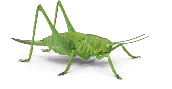 grilo 1