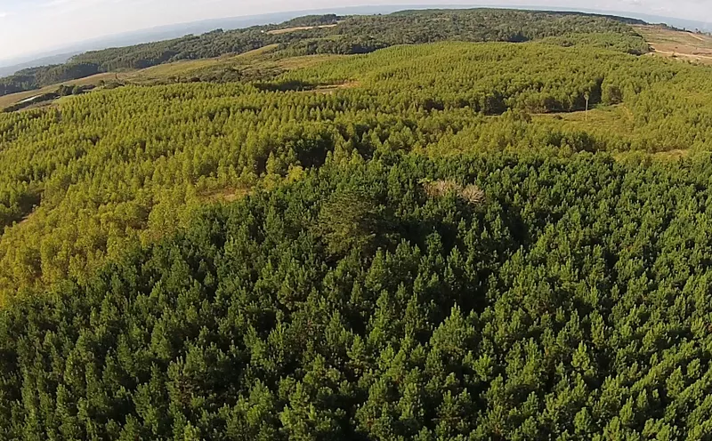 027 reflorestamentos