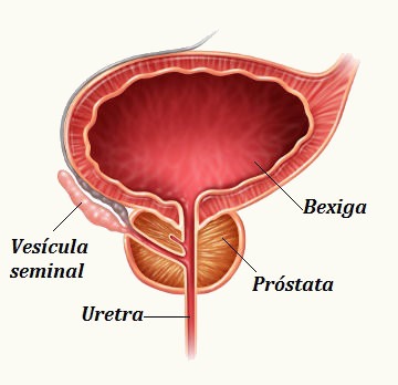 prostata